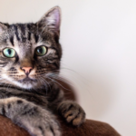 The Beauty of Cats