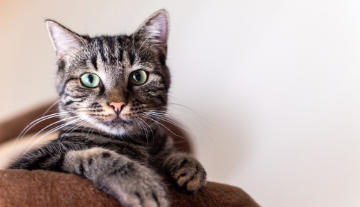 The Beauty of Cats